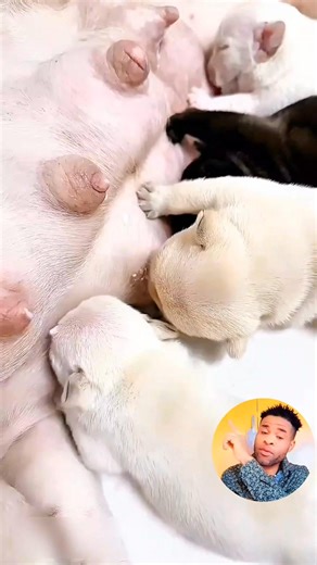 Female Bulldog #fypシ | Big Lionheart tv