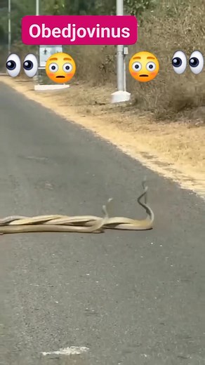 Two male snakes fighting for a right to have the female. #fypviralシ #snakes #viralvideo #trendingreelsvideo #fypシ゚ #followers #fypシ #mention | Obed Jovinus