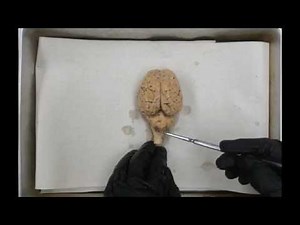 Sheep Brain Demonstration