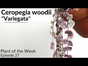 How To Care For Ceropegia woodii "Variegata" | Plant Of The Week Ep. 27