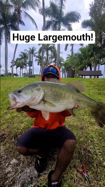 HUGE LARGEMOUTH BASS!