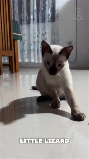 CATS SLAPPING EVERYTHING  | Part 37 #funnycat #funnydog #funnyanimals #funny #pets #animals #cat #funnyvideos #catsoftiktok #cutecat #funnypets #fyp #foryoupage | Funny Animals hub | Facebook