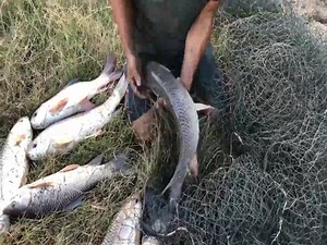 Unbelievable Fisherman vs. Too Many Giant Fish | Traditional