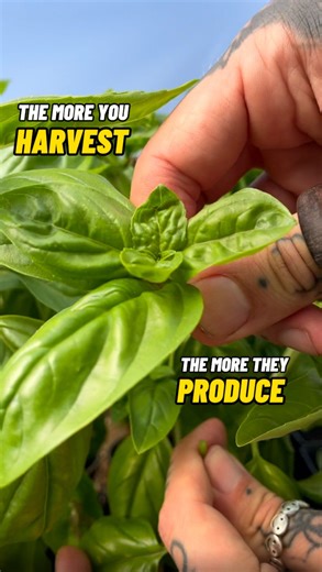 Jamie Walton | Nettles & Petals on Instagram: "Pinch Out for Bigger Harvests & Bushier Growth 🌱✂️ Pinching out is a way to improve yields and blooms in the garden as it encourages the below plants to grow bushier and produce more leaves rather than concentrating their energy on getting taller…😊👍🏻🌱🌸 Basil is one of the most popular herbs that benefits from pinch out! So Instead of pulling individual leaves, simple cut or pinch just above a node wher