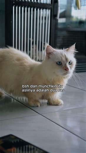 Two Unique Breeds Combined