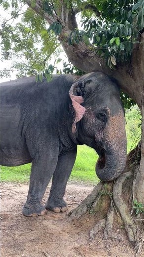 Elephant Next Step | Rescued Giants Take Their First Steps to Freedom