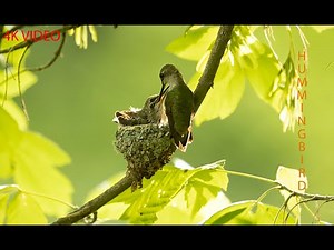 Hummingbird Nesting 2023 / Hummingbird Documentary
