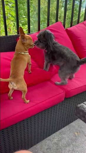 Milton and his friend Lily getting frisky 😂