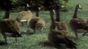 The Rainy River District Canada goose nesting project