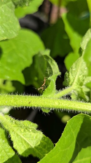 Praying Mantis Working the Garden #garden #gardening #gardeningtips #vegetables #vegetablegarden