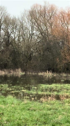Beautiful buzzard flying into the trees #nature #birds #wildlife #animals