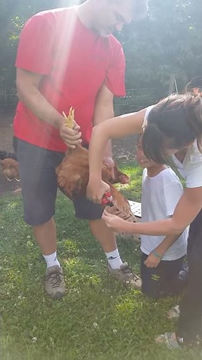 Couper les plumes d'une poule 20140709 175242