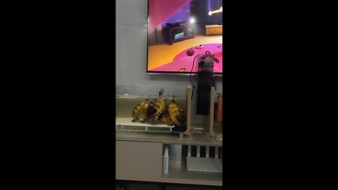 Red-eared slider turtles appear to watch TV in Jiangsu, China
