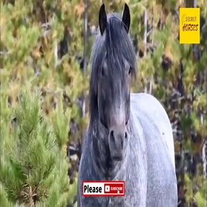 Animal Planet Amazing on Reels