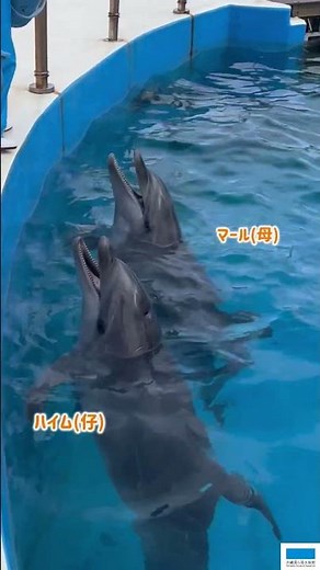 バンドウイルカのハイム🐬