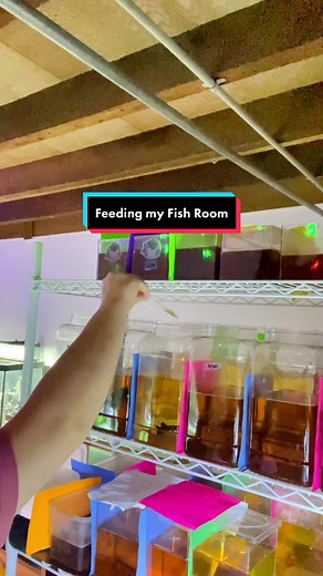 I love watching the rubra emerge from the leaves to get their dinner! #fishfeeeing #bettafeeding #betta #fishtok #bettas #fishtank #shrimp