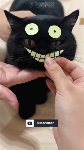 Can’t Find Her Black Cats… Until This 😳🐈‍⬛ #shorts