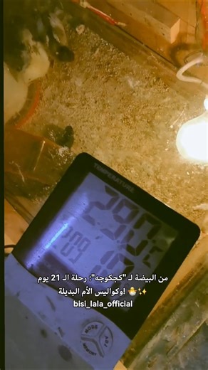 من البيضة لـ "كجكوجه": رحلة الـ 21 يوم وكواليس الأم البديلة! 🐣✨👇 تكمل كلام في الوصف