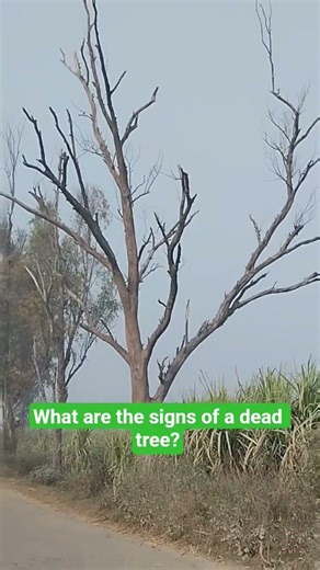What are the signs of a dead tree?