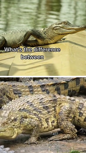 I wouldn’t mess with either. #LearnOnTikTok #AnimalFacts #Alligator #crocodile #Reptiles