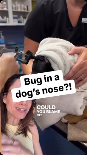 Dr. Emily Taylor (aka Dr. Earwax) on Instagram: "What’s a foxtail? And why do I want to have this job now?! Screw ear wax, I want dog noses "