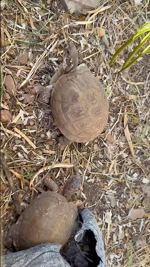 Meet the Three-toed Box Turtle! #boxturtle #turtletea #ttpg