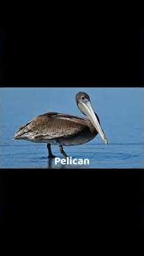 Bird's facts swim and fly 🕊️