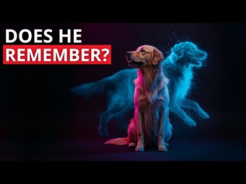 Does Your Dog Actually Remember Yesterday? (The Memory Limit)