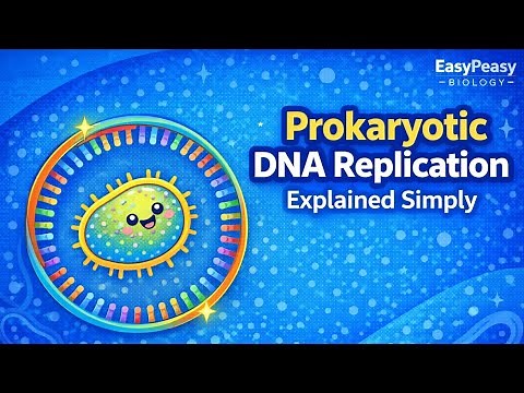 Prokaryotic DNA Replication Explained Simply