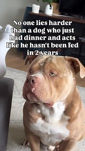 The acting is unmatchable 😂 #americanbully #pitbull #puppy | Zion Pocket Bully