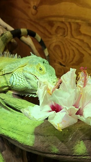 46 reactions · 4 comments | Gizmo, our Green Iguana (Igunana iguana), enjoys his hibiscus flower arrangement . | Reptile Garden | Facebook
