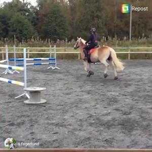 1.5K views · 36 reactions | We love seeing Equine Fusion jogging shoes in action! Here’s Stefano, a beautiful Haflinger from Sweden! Thank you s.fagerlund for sharing! | Equine Fusion | Facebook