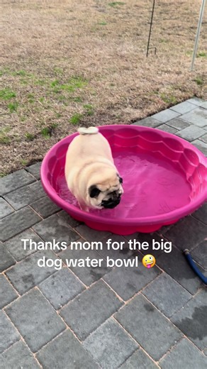 Pug Life: Fun at the Swimming Pool