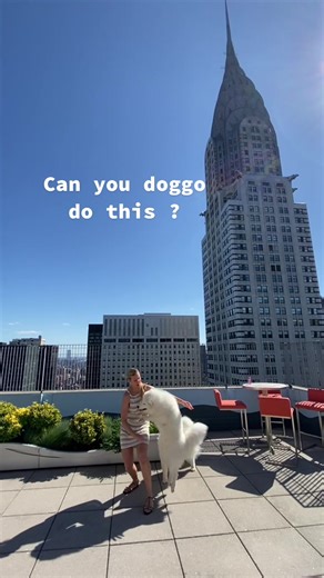 TravelingSamoyed on TikTok