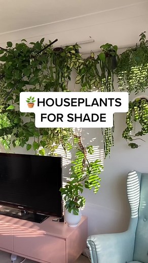 Best Houseplants for Low Light Conditions