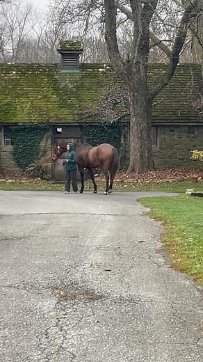 “One of my favorite parts of equine massage is simply watching horses walk—before and after their session. Their movement reveals where they’re holding tension and how their body responds to the work. It’s amazing how much a gait can tell you.” | Lesson Horse Healer