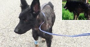 Stray Dog Dubbed 'Werewolf' Lived On The Street For Months Before Brave Woman Decides To Help