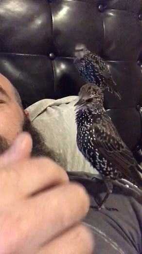 Jenkins thinks he is a tough guy🤣#europeanstarling #starlingsoftiktok #fyp #trending #pets #friends #bird #scrappy #jenkins #wildlife #rescue