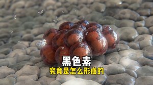 黑色素究竟是怎么形成的？