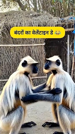 बंदर का वेलेंटाइन डे #funny #shilpisaroja #thetharpuns #comedy
