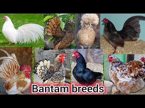 The most beautiful bantam chickens breeds || All bantam chickens in the world