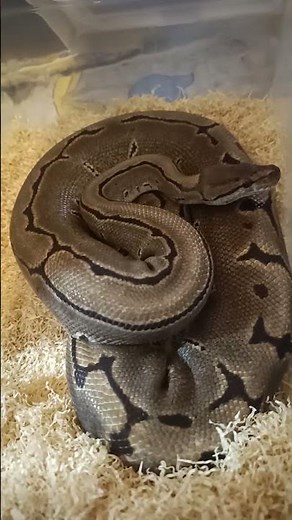 ✨ Newly Cleaned Enclosure for My Pinstripe Ball Python