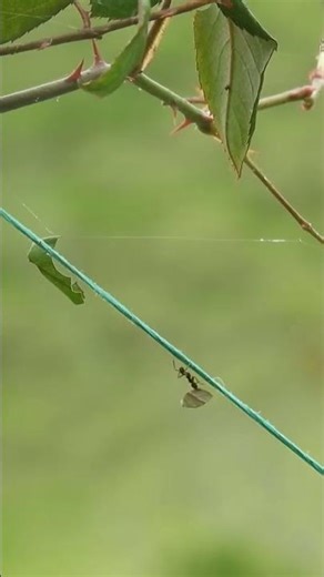 😱 O Nº1 Vai Te Chocar! 10 Animais Que Mais Matam 🐍