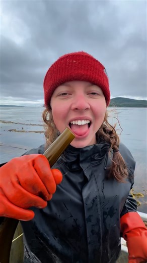 Did you know kelp is the “original msg”? In 1908, Japanese scientist Kikunae Ikeda first isolated monosodium glutamate (MSG) from the dried kombu (a type of kelp) to identify and replicate its unique savory flavor, known as umami. While MSG is now produced through fermentation, its discovery and initial source came directly from kelp. Our hot sauces and chili crisp are deeply savory and full of one of a kind umami from kelp! | Barnacle Foods