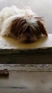 54 reactions · 69 shares | These sweet boys came in together and they...