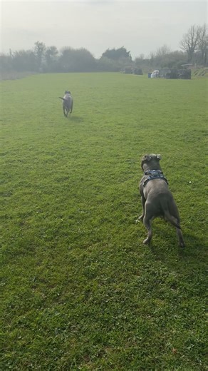 Running to nanny #bluestaffy #fypp #staffysoftiktok
