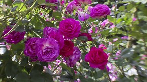 4.1K views · 41 reactions | Introducing Lensbaby University - our new...