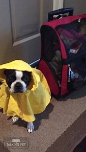 GRANMAW send me an Uber car! Storm is coming to NOLA!! | Chronicles of Muffin by Muffin