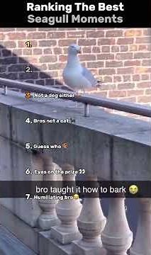 Top 5 Funniest Seagull Moments You Won’t Believe 😂 | Ultimate Ranking