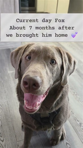 Our first picture of Fox the day we brought him home ❤️ #dog #labrador